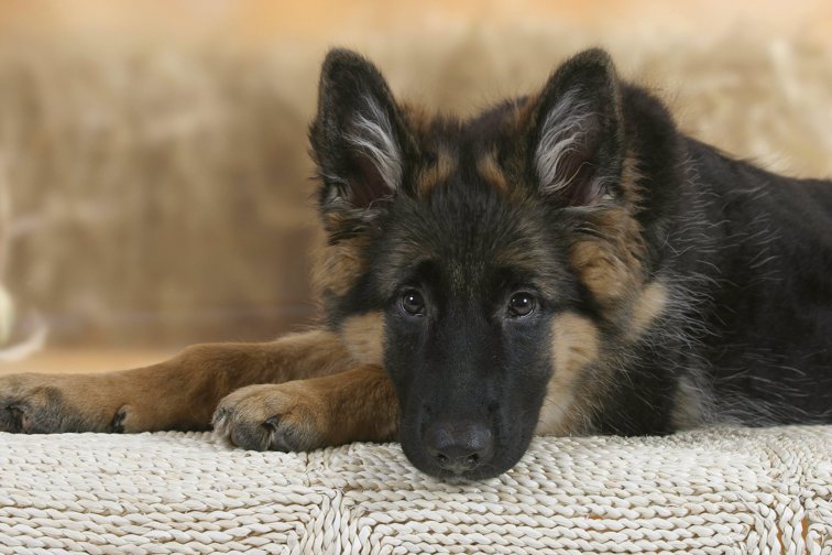 Imaginea articolului A murit Buddy, primul câine testat pozitiv cu Covid-19 în SUA. Cazul care arată cât de puţin ştim despre coronavirus şi animale