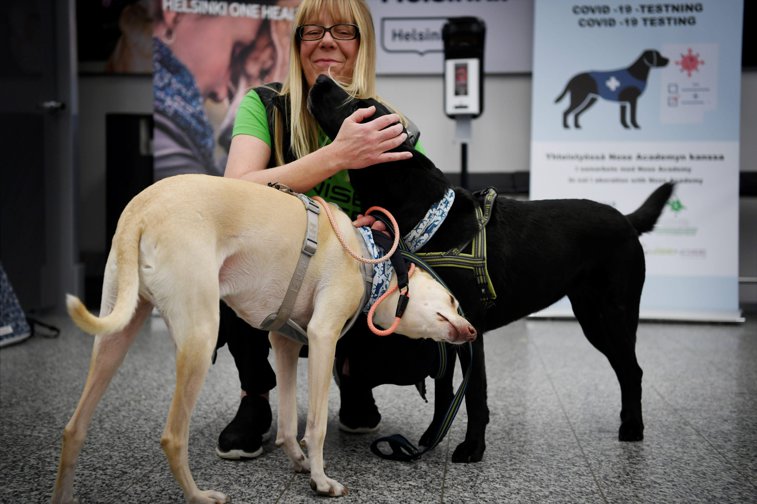 Imaginea articolului În Finlanda, câinii te „testează” pentru COVID-19: Metodă inedită de depistare a persoanelor infectate cu noul coronavirus