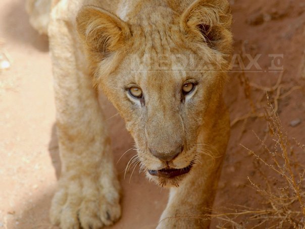 Imaginea articolului Miracolul din lumea animalelor: Cum a fost salvat un leu de la o moarte sigură - FOTO