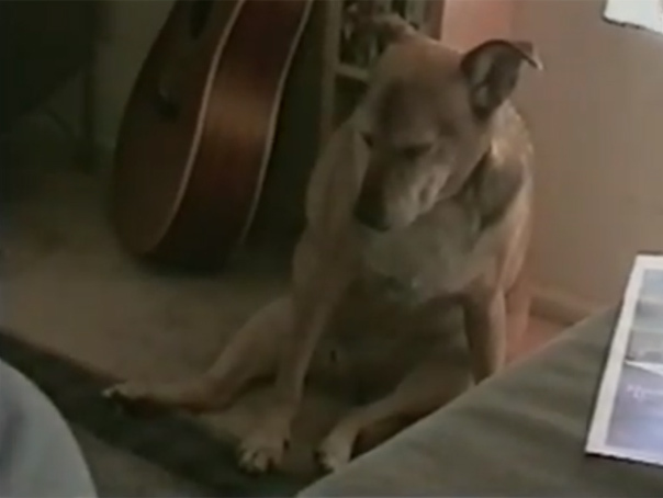 Imaginea articolului VIDEOCLIP AMUZANT: Oboseala îi ajunge şi pe câini. Un patruped adoarme deşi nu vrea