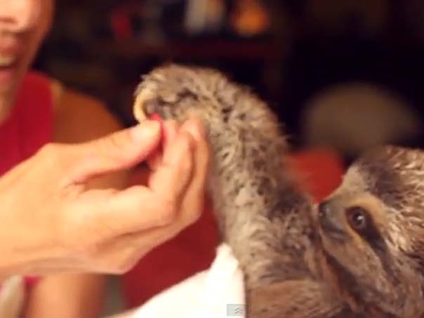 Imaginea articolului Gest EMOŢIONANT de prietenie: Puiul de leneş care îi oferă petale roz îngrijitoarei şi o mângâie cu gheruţele - VIDEO