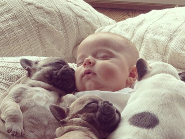 Imaginea articolului IMAGINI ÎNDUIOŞĂTOARE: Bebeluşul care doarme alături de trei bulldogi francezi - FOTO