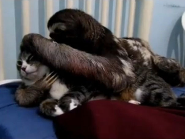 Imaginea articolului DRAGOSTE neîmpărtăşită în lumea animalelor: Pisica luată cu asalt de îmbrăţişările şi sărutările unui leneş - VIDEO