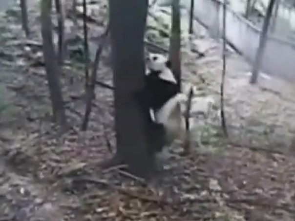 Imaginea articolului CUTREMURUL din CHINA: Cum a reacţionat un urs panda speriat de seism - VIDEO