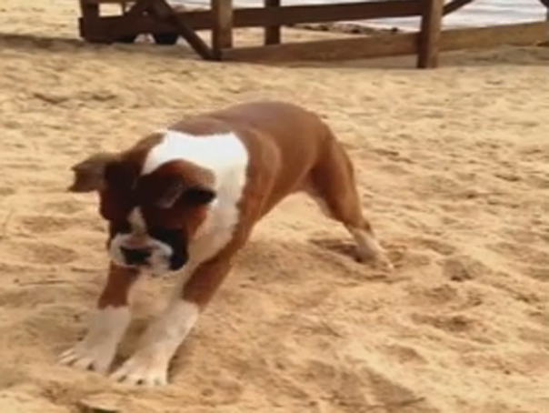 Imaginea articolului Când viaţa îţi dă lămâi: Cum reacţionează un câine când gustă prima dată din fructul acru - VIDEO