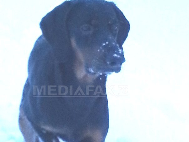 Imaginea articolului Copoiul ardelenesc, singura rasă de câini de vânătoare creată în România, riscă să dispară