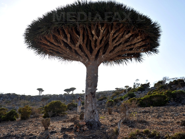 Imaginea articolului Peisaj extraterestru: Cum arată insula Socotra, unul dintre cele mai izolate locuri din lume - GALERIE FOTO