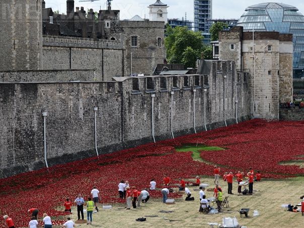Imaginea articolului Maci roşii ca sângele. Turnul Londrei, înconjurat de sute de mii de flori artificiale, în memoria victimelor din Primul Război Mondial - FOTO