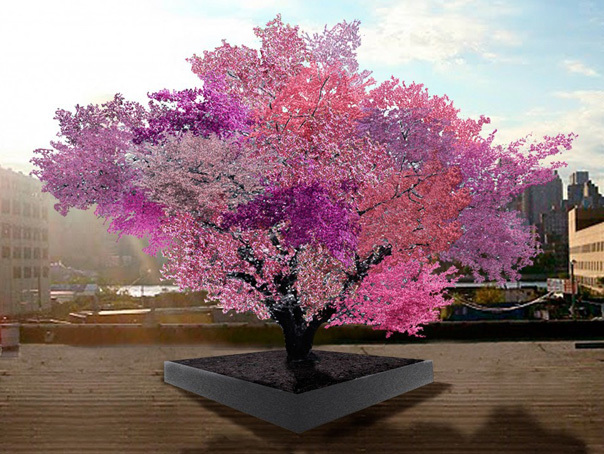 Imaginea articolului Proiect inedit: Pomul care produce 40 de tipuri de fructe - FOTO