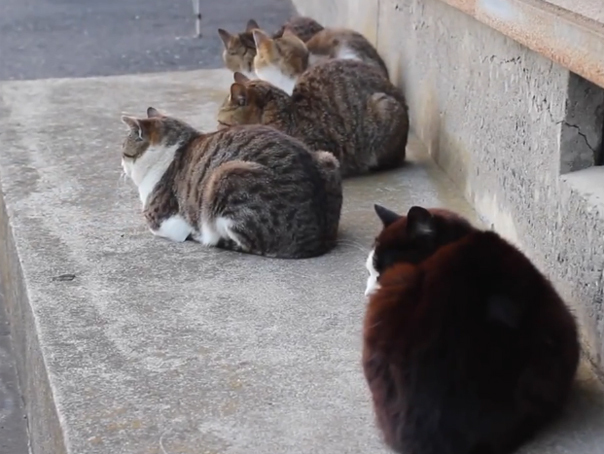 Imaginea articolului Paradisul pisicilor: Insula pe care trăiesc mai multe feline decât oameni - FOTO, VIDEO