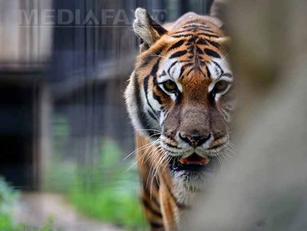 Imaginea articolului Galaţi: Un tigru de la Zoo a scăpat de depresie cu ajutorul a doi şoricei care i-au devenit prieteni
