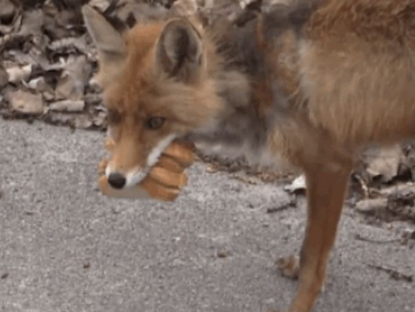 Imaginea articolului Cum îşi face o vulpe un senviş cu şuncă - VIDEO