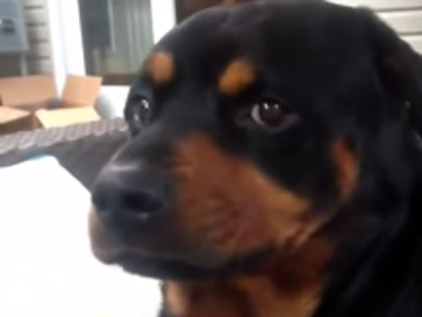 Imaginea articolului Imagini amuzante: Câinele care se strâmbă la comandă - VIDEO