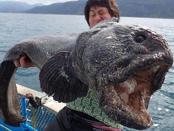 Imaginea articolului Peşte-gigant, capturat în Japonia - FOTO