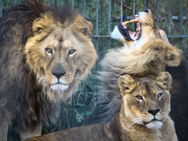 Imaginea articolului Cinci lei de la fosta Grădină Zoologică din Baia Mare, închisă în 2013, pleacă spre Africa - FOTO