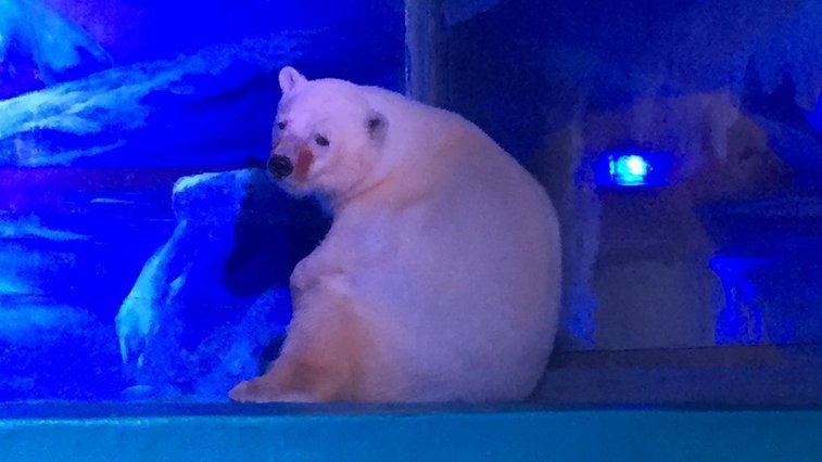 Imaginea articolului "Cel mai trist urs polar din lume", mutat din mall-ul unde era ţinut: "Să-l aducă înapoi ar fi crud şi fără inimă"- VIDEO