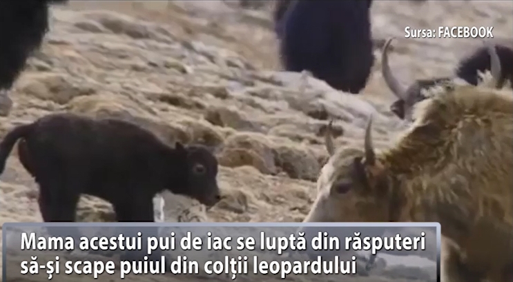 Imaginea articolului Lecţie de viaţă din lumea animalelor: O mamă nu va renunţa niciodată la puiul ei - VIDEO 