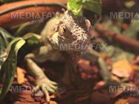 Imaginea articolului Viralul. Cum s-a filmat ”Iguana scapă cu fuga de şerpi”. Chiar este fuga sănătoasă pentru om? - VIDEO