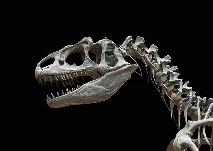 Imaginea articolului SCANDAL franco-marocan din pricina scheletului unui dinozaur cu o vechime de 66 milioane de ani