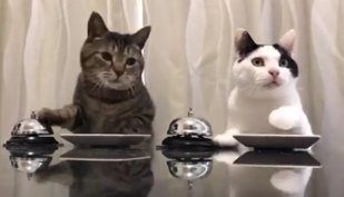 Video Imagini Extrem De Amuzante Cum Isi Dresează Două Pisici