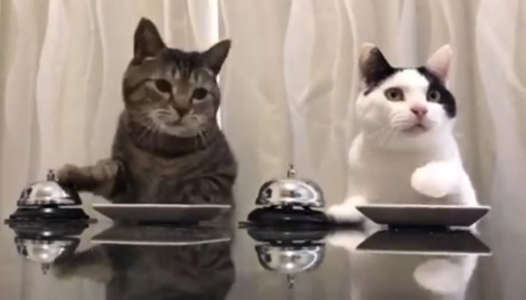 Imaginea articolului VIDEO Imagini extrem de amuzante. Cum "îşi dresează" două pisici stăpânul să le aducă de mâncare