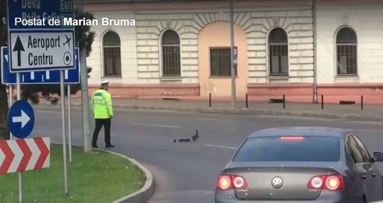 Imaginea articolului VIDEO Un poliţist din Oradea a oprit traficul pentru ca mai multe RĂŢUŞTE să treacă strada. Imaginile au devenit VIRAL