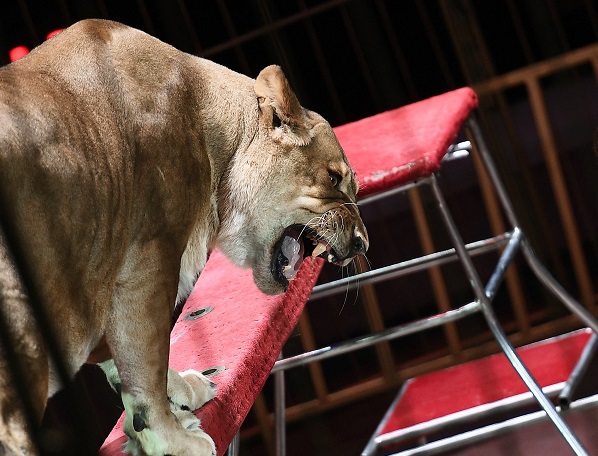 Imaginea articolului VIDEO Un leu şi-a atacat dresorul, în timpul unui spectacol, la un circ din Franţa. Spectatorii, îngroziţi