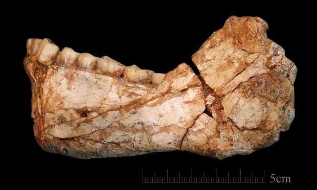 Imaginea articolului FOTO Au fost descoperite cele mai vechi fosile de Homo sapiens. TEORIA care zguduie din temelii istoria omenirii
