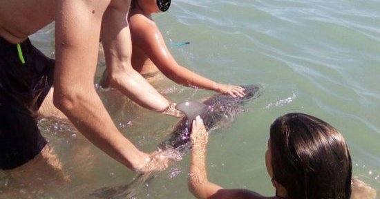 Imaginea articolului FOTO | Un pui de delfin eşuat a fost omorât de turiştii care şi-au făcut selfie-uri cu el 