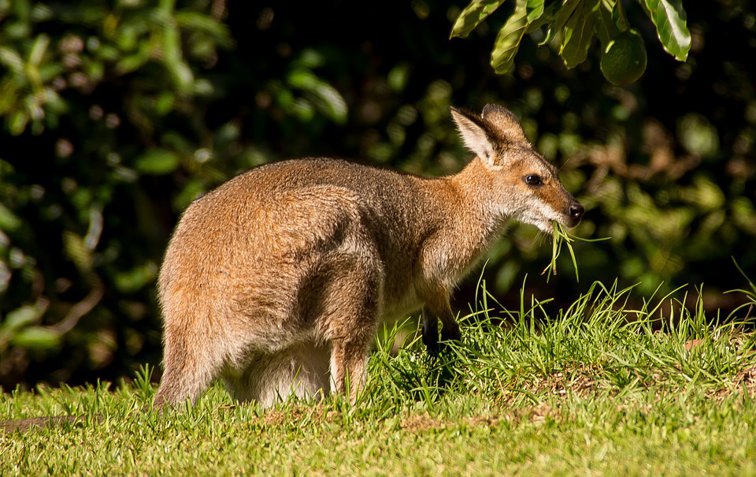 Imaginea articolului Austria, "confuză" după ce mai mulţi oameni au văzut un animal care trăieşte, de regulă, în Australia