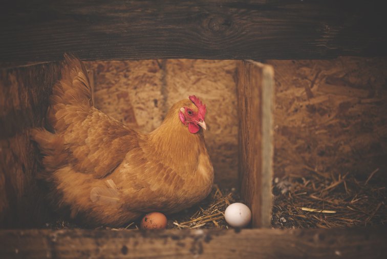 Imaginea articolului Un grup de cercetători crede că are răspunsul corect la întrebarea „Care a fost primul, oul sau găina?”