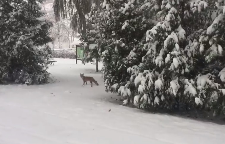 Imaginea articolului Vulpe filmată plimbându-se prin Braşov, în curtea Facultăţii de Silvicultură a Universităţi | VIDEO