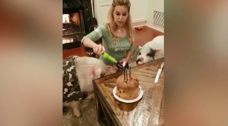 Imaginea articolului IMAGINILE ZILEI: Cel mai norocos purcel: stăpâna i-a organizat o petrecere aniversară inedită, cu un tort italienesc şi ochelari de 690 $