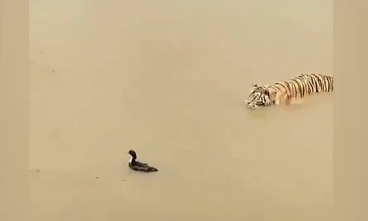 Imaginea articolului IMAGINILE ZILEI: O raţă, mai vicleană decât un tigru când vine vorba de supravieţuire