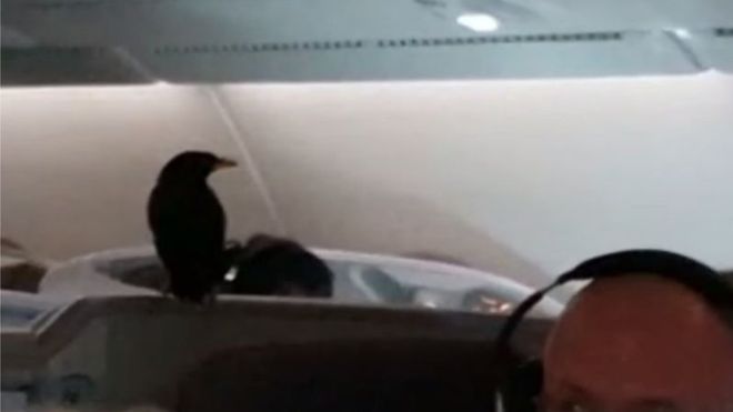 Imaginea articolului IMAGINILE ZILEI: O pasăre a zburat la business class între Singapore şi Londra şi a fost observată abia după 12 ore