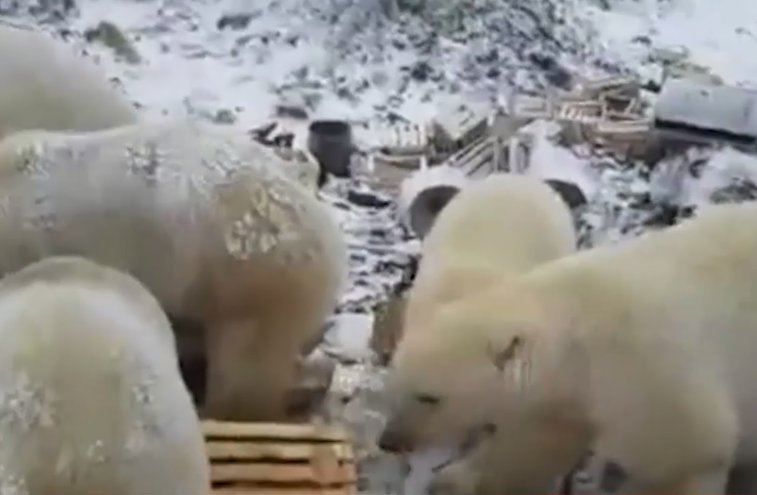 Imaginea articolului IMAGINILE ZILEI: Peste 50 de urşi polari au luat cu asalt un oraş din arhipelagul Novaya Zemlya, Rusia