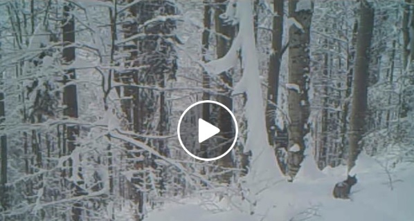 Imaginea articolului Imagini inedite: Un râs ieşit la vânătoare, prin zăpadă, în Parcul Natural Apuseni | VIDEO
