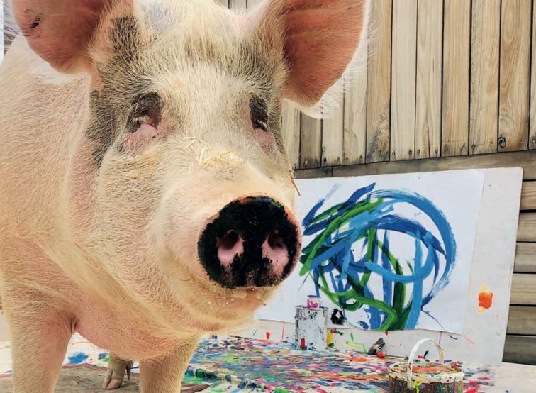 Imaginea articolului Purcica Pigcasso: Povestea animalului salvat de la abator care a devenit celebru pentru picturile sale/ Operele de artă se vând cu mii de dolari
