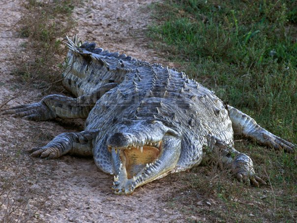 Imaginea articolului Descoperire istorică în Bazinul Haţeg: Nouă specie de crocodil preistoric