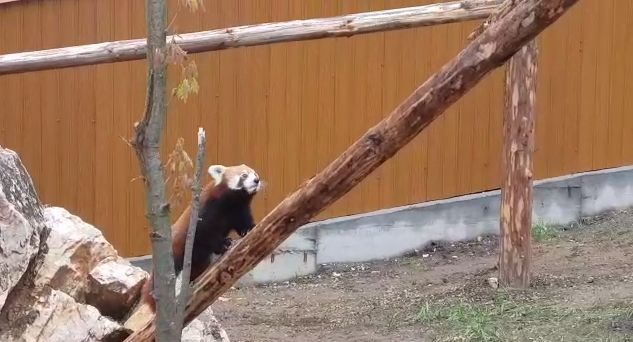 Imaginea articolului INEDIT: Peggy, o femelă de Panda roşu, noua atracţie de la Zoo Braşov | FOTO, VIDEO