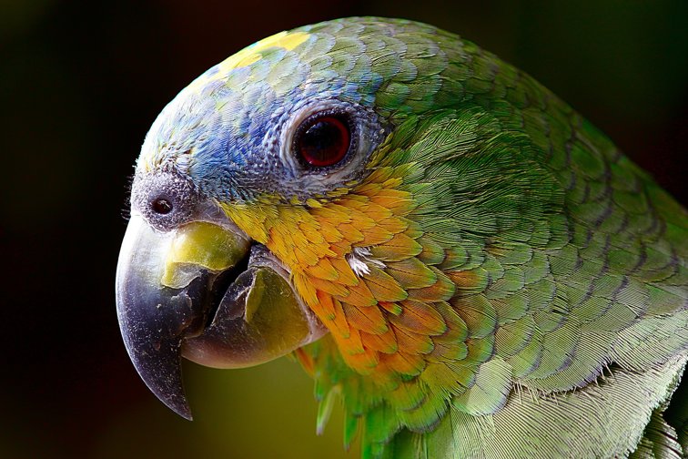 Imaginea articolului Fosilele celui mai mare papagal din lume, descoperite în Noua Zeelandă. La ce înălţime ajungea pasărea preistorică | FOTO
