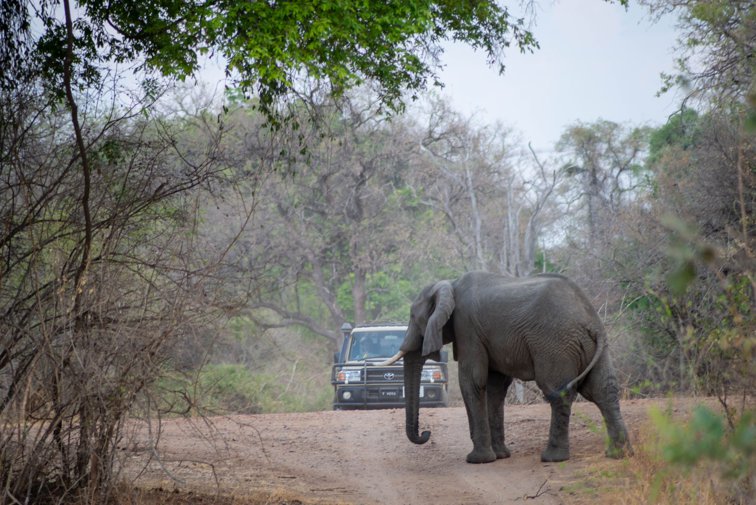 Imaginea articolului VIDEO | Imagini de necrezut: Momentul în care un elefant de 7 tone „îmbrăţişează” maşina unui turist