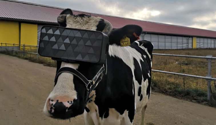 Imaginea articolului Şi vacilor le plac gadgeturile. Experimentul inedit prin care o fermă din Rusia a crescut producţia de lapte