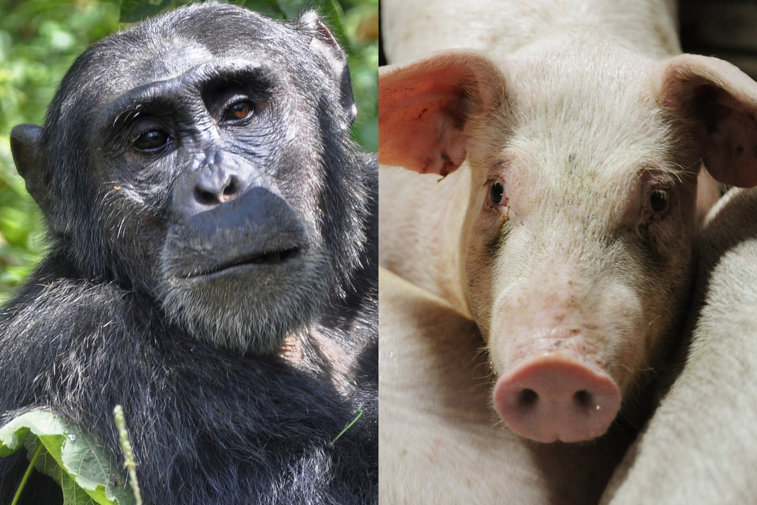 Imaginea articolului FOTO. Cum arată primul hibrid între maimuţă şi porc, creat de oamenii de ştiinţă chinezi