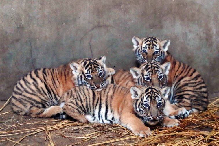 Imaginea articolului FOTO | Descoperire îngrozitoare: Patru fetuşi de tigru au fost găsiţi într-un borcan