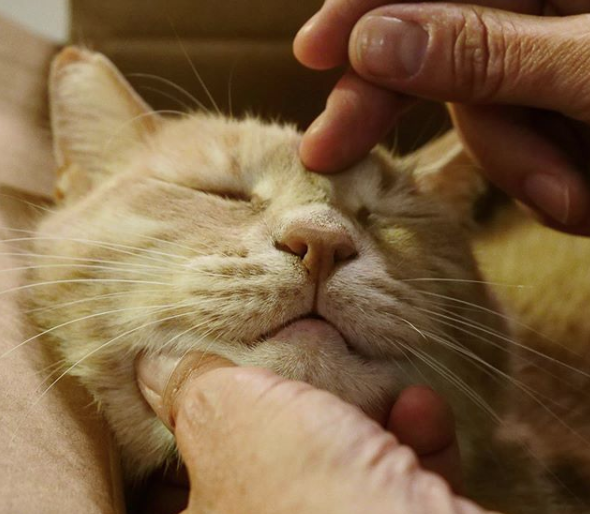Imaginea articolului VIDEO | Premieră medicală: Cum arată prima „pisică bionică”, noua senzaţie a internetului
