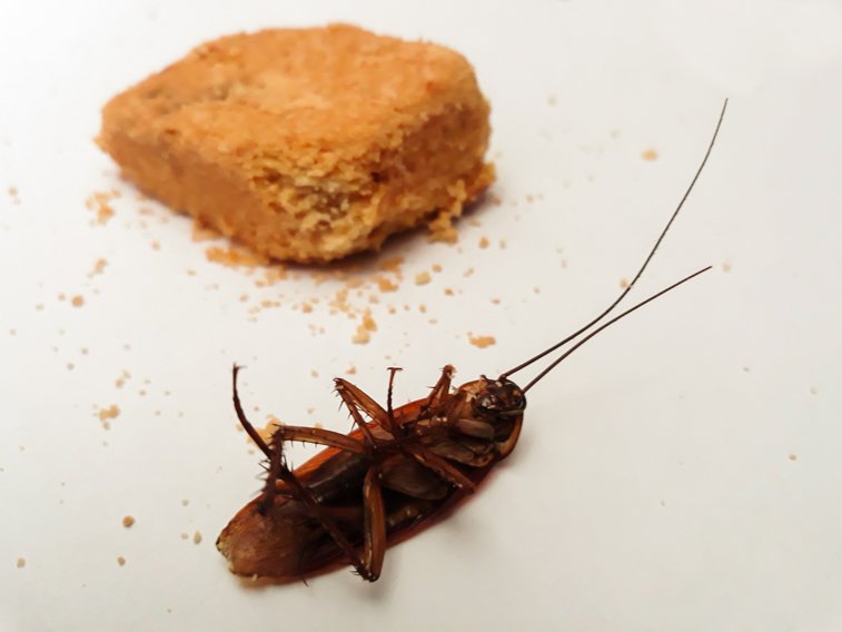 Imaginea articolului De ce aproape toţi gândacii morţi sunt găsiţi stând pe spate. Explicaţia specialiştilor