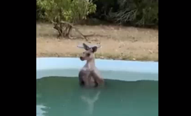 Imaginea articolului Temperaturi extreme în Australia: Un cangur a fost surprins în timp ce încerca să se răcorească într-o piscină. VIDEO