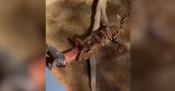 Imaginea articolului Ce s-a întâmplat după ce un bărbat a căzut în cuşca unui tigru, la o grădină zoologică din Arabia Saudită. VIDEO