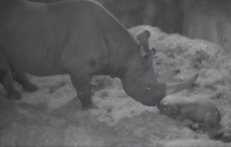 Imaginea articolului VIDEO. Premieră chiar în Ajunul Crăciunului: Rinocer dintr-o specie pe cale de dispariţie, născut la o grădină zoologică din USA